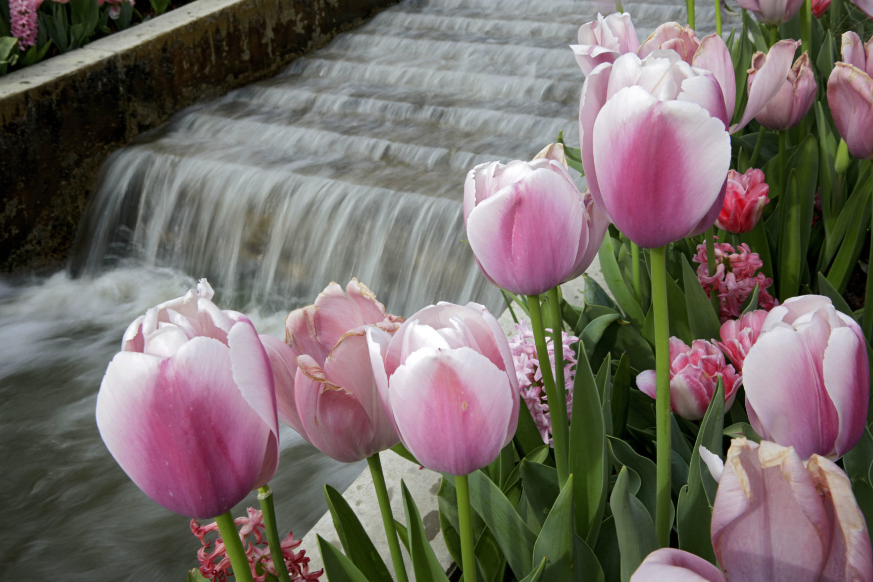 Tulsa Botanic Garden